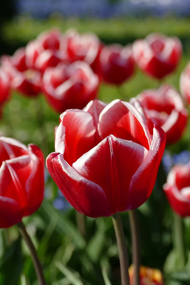 Red tulips with white edges